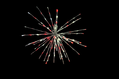 32" 240L Spritzer - Pure White/Red